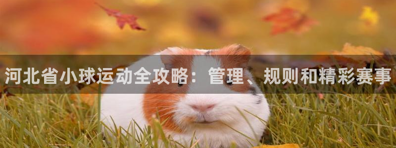 必一运动官网装机吧：河北省小球运动全攻略：管理、规则和精彩赛